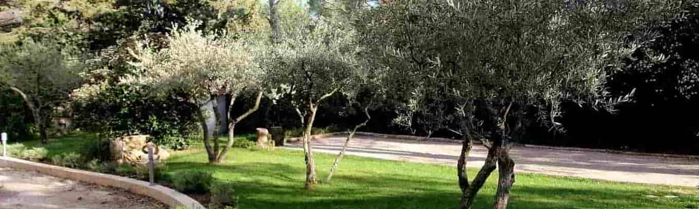 espace-detente-exterieur-verdure-soleil-ombre-pins-petanque-coin-repos-maison-hote-montpellier-herault